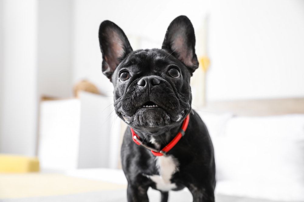 Boston Terrier Black | Puppies To Go