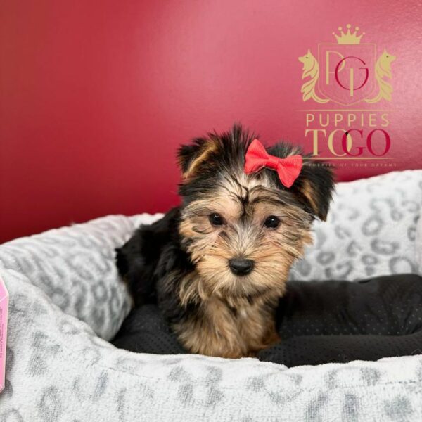 Miami Puppies for Sale Yorkie Puppies for Sale Miami