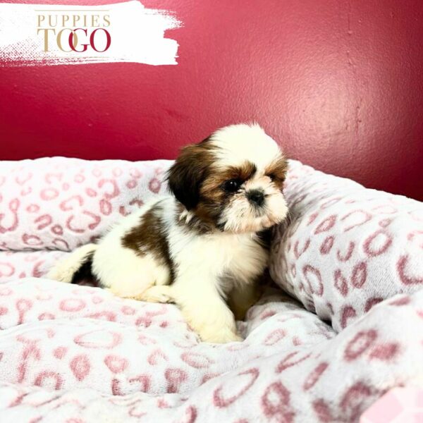 Discover adorable Shih Tzu puppies for sale at Puppies To Go INC