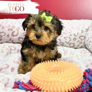 Puppies To Go INC offers adorable Morkiepoo puppies