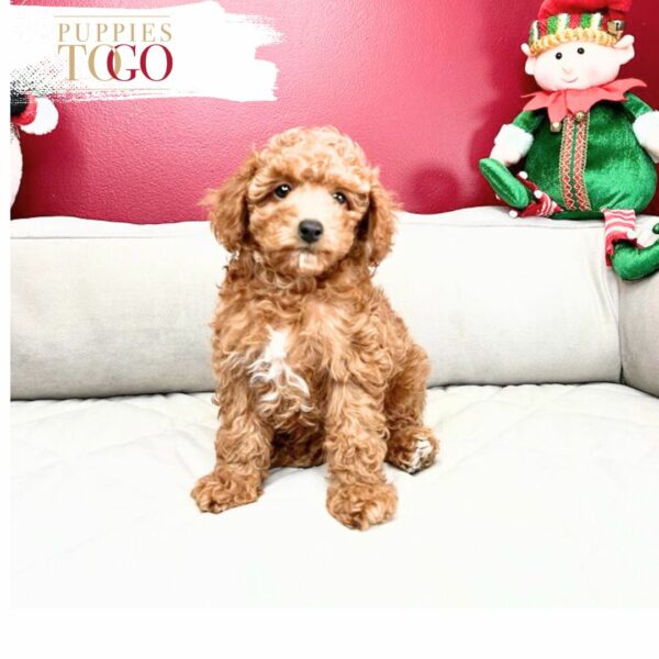 Poodle Puppies for Sale - Your Perfect Petite Companion Awaits!