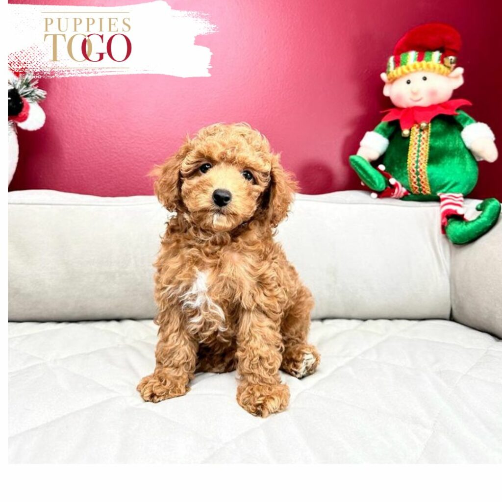 Poodle Puppies for Sale - Your Perfect Petite Companion Awaits!