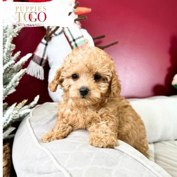 Poodle Puppies for Sale - Your Perfect Petite Companion Awaits!