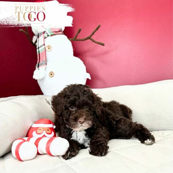 Poodle Puppies for Sale - Your Perfect Petite Companion Awaits!