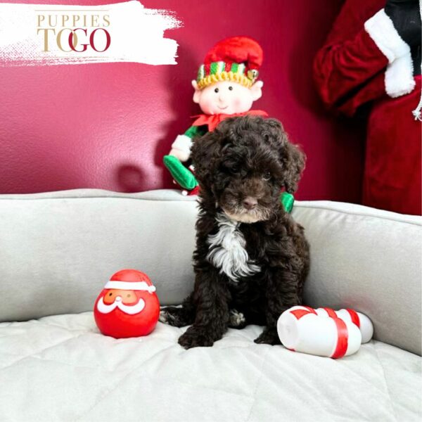 Poodle Puppies for Sale - Your Perfect Petite Companion Awaits!