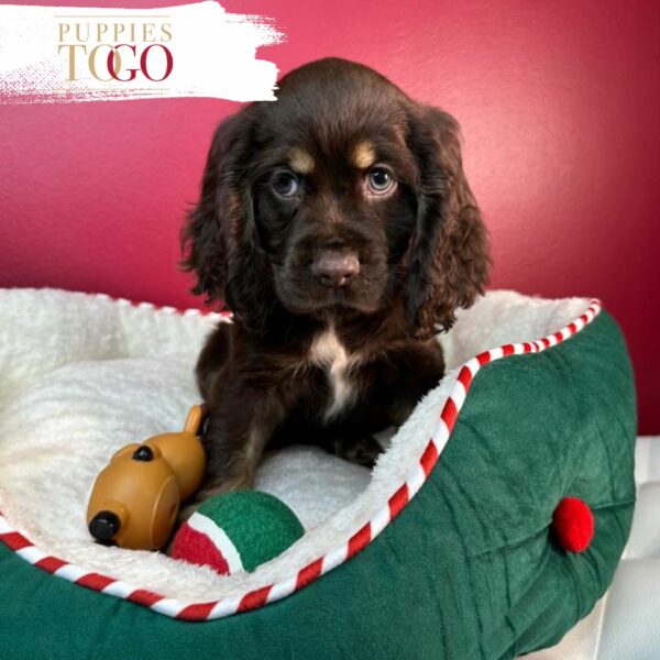 Cocker Spaniel puppies for sale