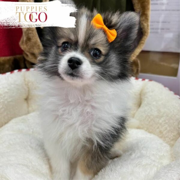 puppiestogoinc.com, puppies to go store, Pomeranian puppies, Pomeranian puppies for sale, Pomeranian puppies for sale miami, Pomeranian for sale, Pomeranian breeders, Pomeranian puppies near me, Pomeranian puppies for sale near me, Pomeranian breeders near me, Pomeranian for sale near me