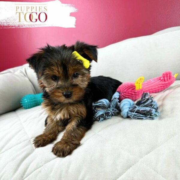 Miami Puppies for Sale Yorkie Puppies for Sale Miami