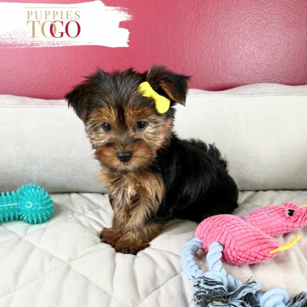 Miami Puppies for Sale Yorkie Puppies for Sale Miami