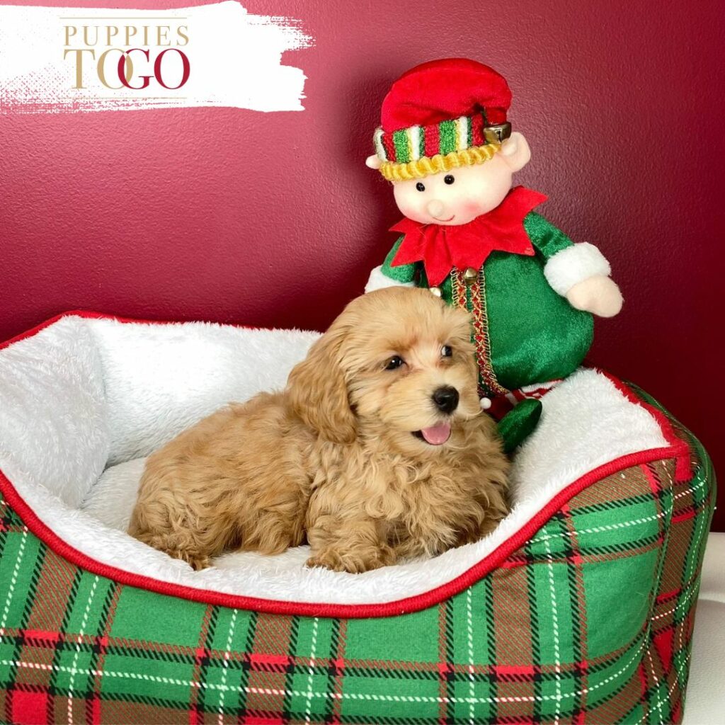 Puppies To Go Miami Cockapoo Puppies: Your New Furry Adventure Finding Puppies for Sale Near Me