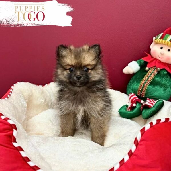 puppiestogoinc.com, puppies to go store, Pomeranian puppies, Pomeranian puppies for sale, Pomeranian puppies for sale miami, Pomeranian for sale, Pomeranian breeders, Pomeranian puppies near me, Pomeranian puppies for sale near me, Pomeranian breeders near me, Pomeranian for sale near me