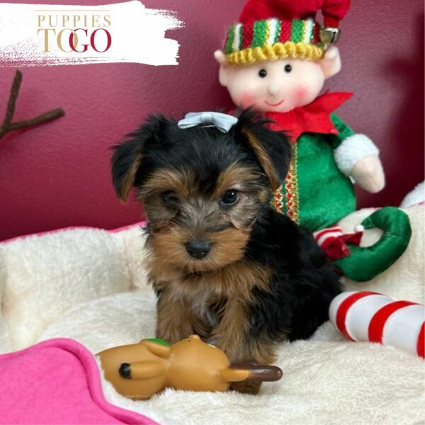 Miami Puppies for Sale Yorkie Puppies for Sale Miami