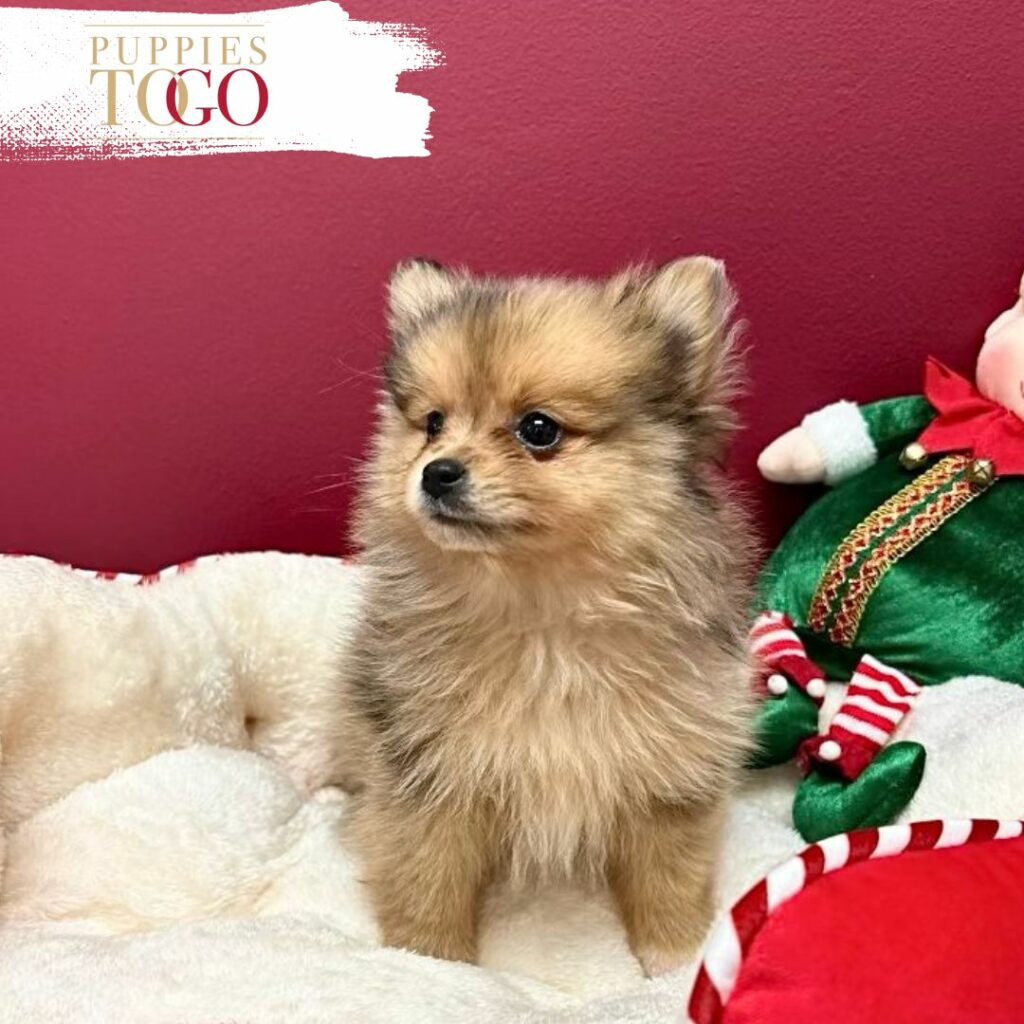 puppiestogoinc.com, puppies to go store, Pomeranian puppies, Pomeranian puppies for sale, Pomeranian puppies for sale miami, Pomeranian for sale, Pomeranian breeders, Pomeranian puppies near me, Pomeranian puppies for sale near me, Pomeranian breeders near me, Pomeranian for sale near me