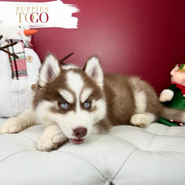 Siberian Husky Puppies for Sale Miami