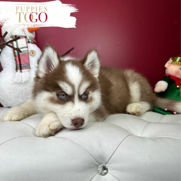 Siberian Husky Puppies for Sale Miami