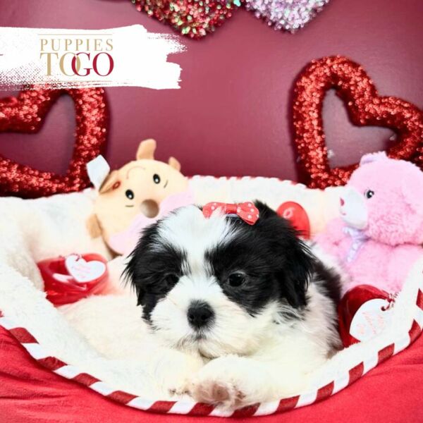 Discover adorable Shihtzu puppies miami for sale at Puppies To Go INC