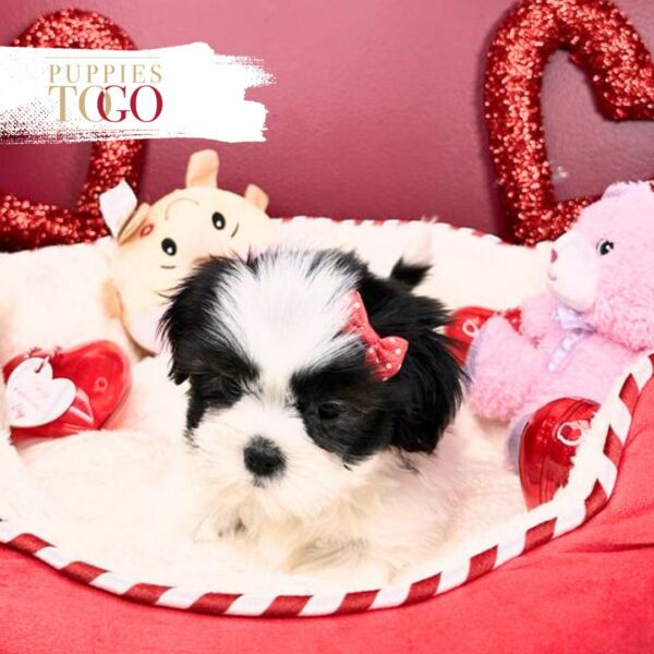 Discover adorable Shihtzu puppies miami for sale at Puppies To Go INC