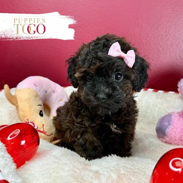 Poodle Puppies for Sale Puppies Miami - Your Perfect Petite Companion Awaits!