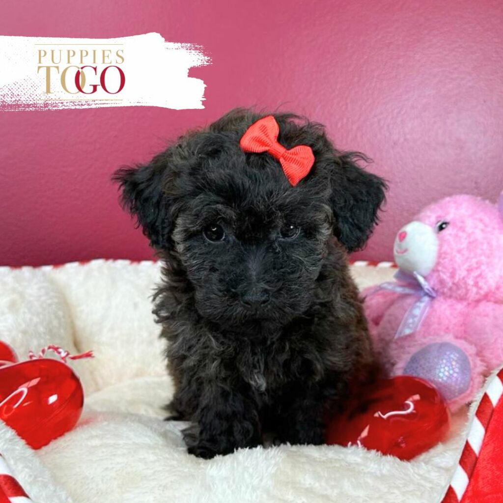 Poodle Puppies for Sale Puppies Miami - Your Perfect Petite Companion Awaits!