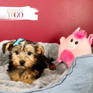 Morkie Puppies Miami F Black/Tan #6543