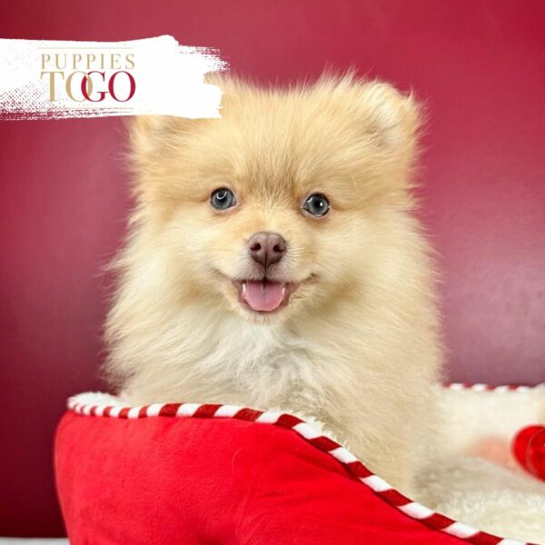 puppiestogoinc.com, puppies to go store, Pomeranian puppies, Pomeranian puppies for sale, Pomeranian puppies for sale miami, Pomeranian for sale, Pomeranian breeders, Pomeranian puppies near me, Pomeranian puppies for sale near me, Pomeranian breeders near me, Pomeranian for sale near me