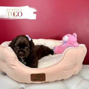 Discover the charm of Cocker Spaniels at Puppies To Go INC. Friendly, intelligent, and adorable - find your perfect companion today!