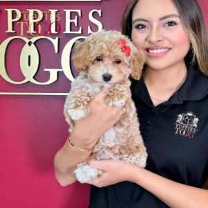Cockapoo Puppies for Sale in Miami