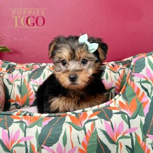 Find Your Perfect Yorkie in Miami