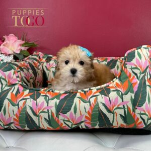 Discover the Adorable Morkie: A Perfect Companion for Your Home
