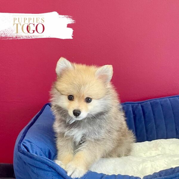 Pomeranian Puppies Miami Sale