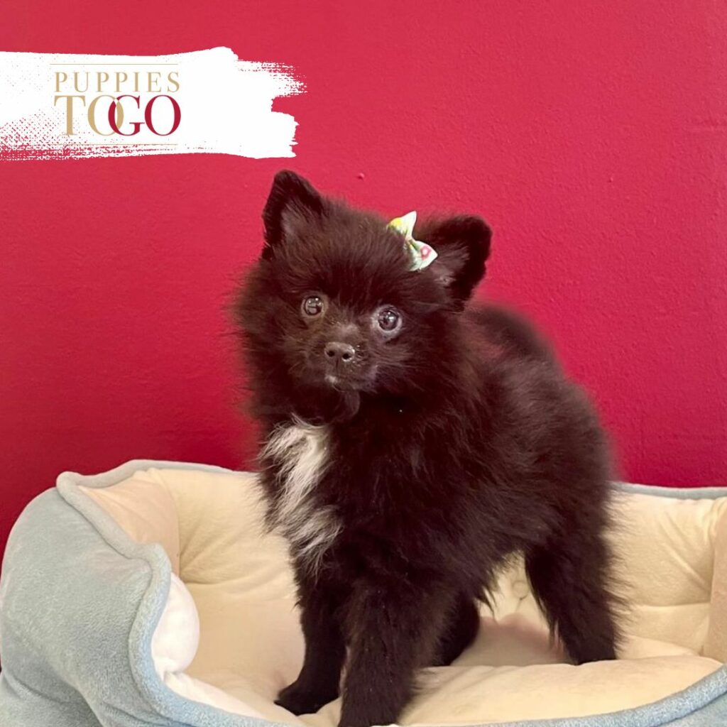 Pomeranian puppies sale F Black #5212