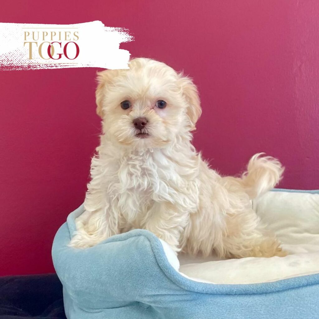 Shihpoo Puppy Miami 