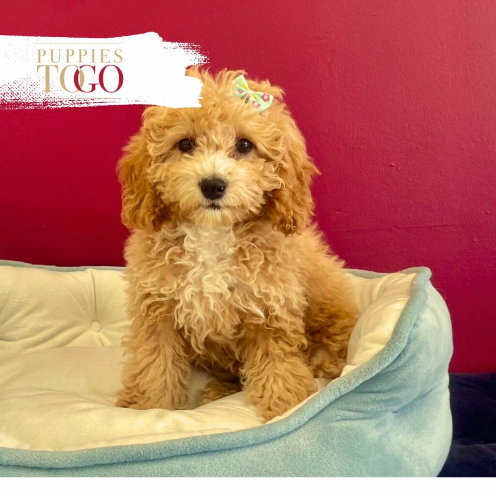 Poodle Puppies Miami Red #9860