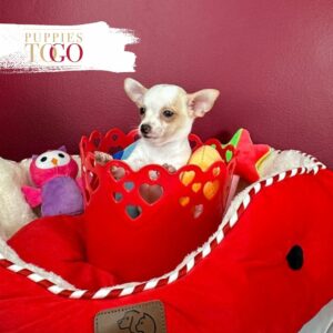 Chihuahua Puppies for Sale