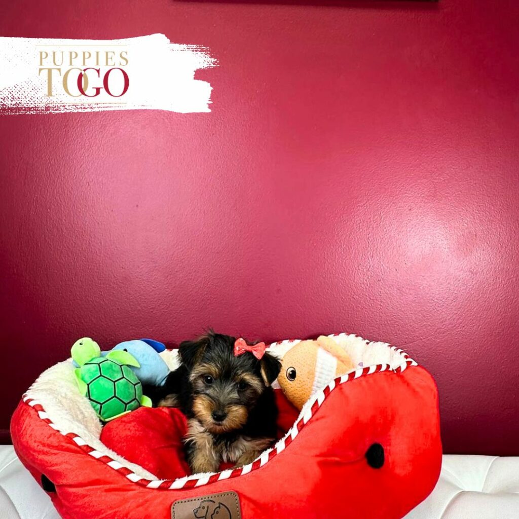 Yorkie Puppies Sale