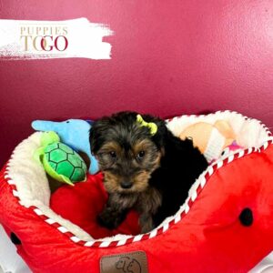 Yorkie Puppies Miami