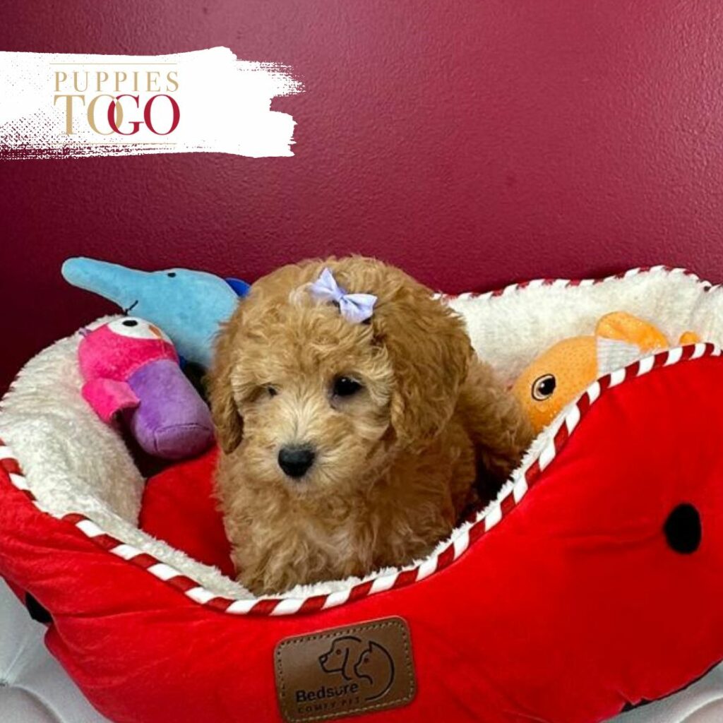 Poodle F RED Puppies for Sale Miami