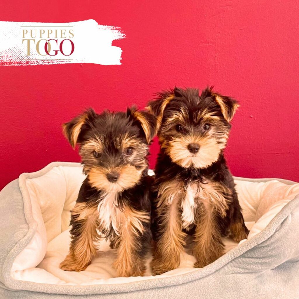 Yorkie puppies Miami M BLACK/TAN #3267 - #3269