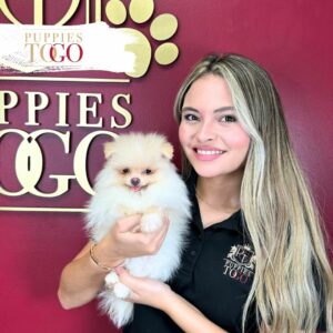 Pomeranian Puppies Miami