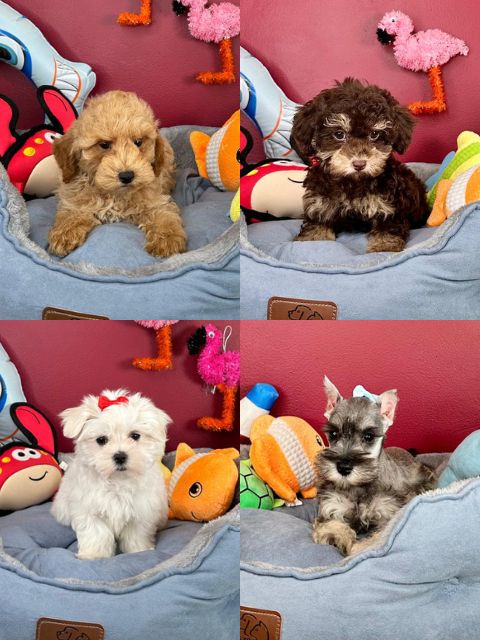 Puppies To Go Miami Puppies For Sale 305 262 7310