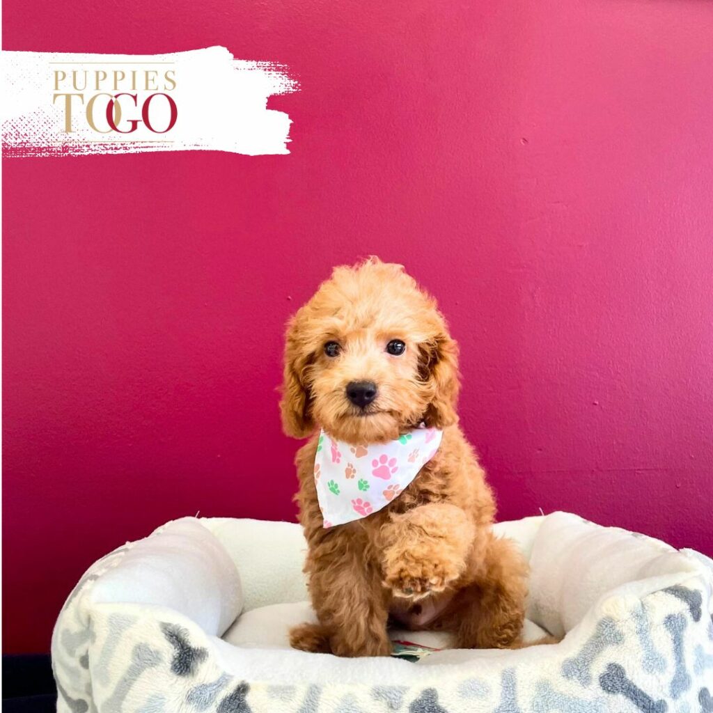 Poodle F RED Puppies for Sale Miami