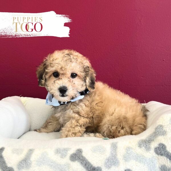 Poodle Puppies Miami