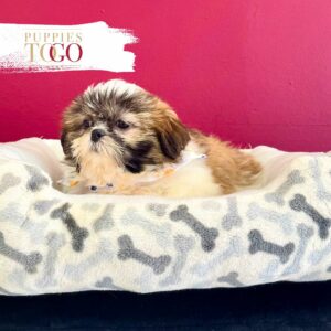 Shihtzu puppies for sale near you?