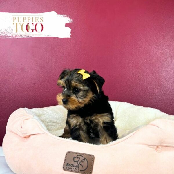 Yorkie Puppies Sale