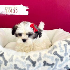 ShihTzu for sale Miami