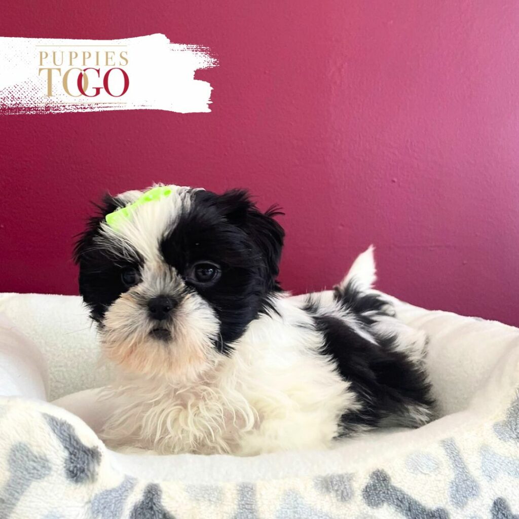 ShihtZu puppies for sale