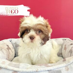 Shihtzu Puppies Miami