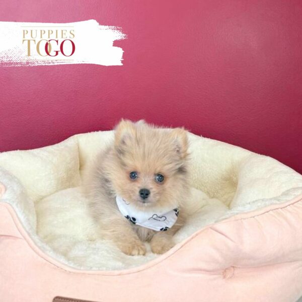 puppiestogoinc.com, puppies to go store, Pomeranian puppies, Pomeranian puppies for sale, Pomeranian puppies for sale miami, Pomeranian for sale, Pomeranian breeders, Pomeranian puppies near me, Pomeranian puppies for sale near me, Pomeranian breeders near me, Pomeranian for sale near me