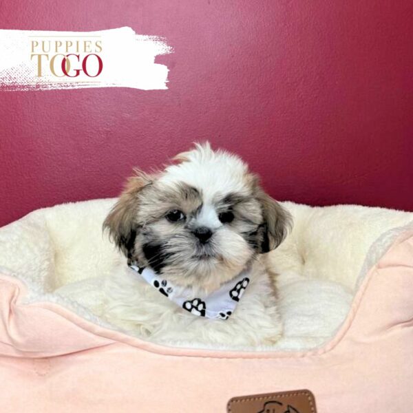 ShihtZu Puppies for Sale