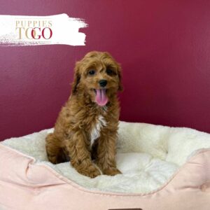 Cavapoo Puppies for Sale